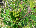 Thumbnail for version as of 04:49, 13 August 2007