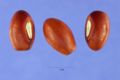Beans
