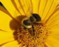 Bumblebee,