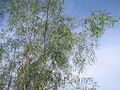 Thumbnail for version as of 09:46, 29 April 2025