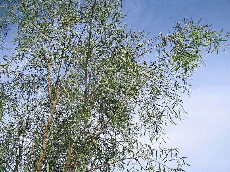 File:1024px-Acacia-salicina-branches3.jpg