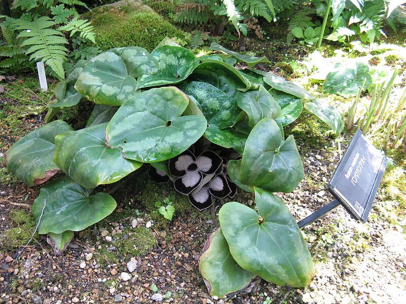 File:1024px-Asarum maximum1.jpg