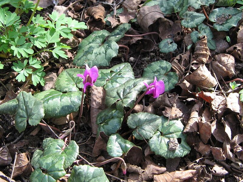 File:1024px-Cyclamen pseudibericum03.jpg
