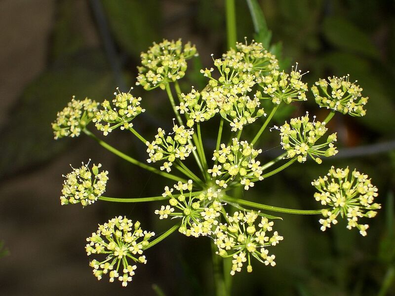 File:1024px-Petroselinum neapolitanum flower.jpg