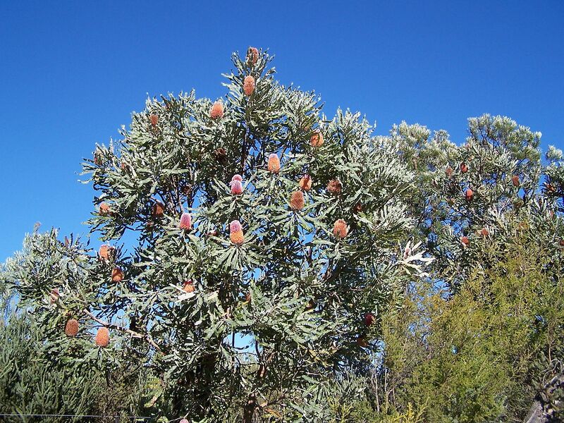 File:1280px-B menziesii gnangarra 19.jpg