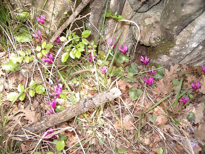 File:1280px-Cyclamen repandum 3.jpg