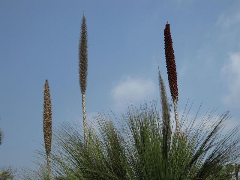 File:1280px-IMG 4452 hunt0904.jpg