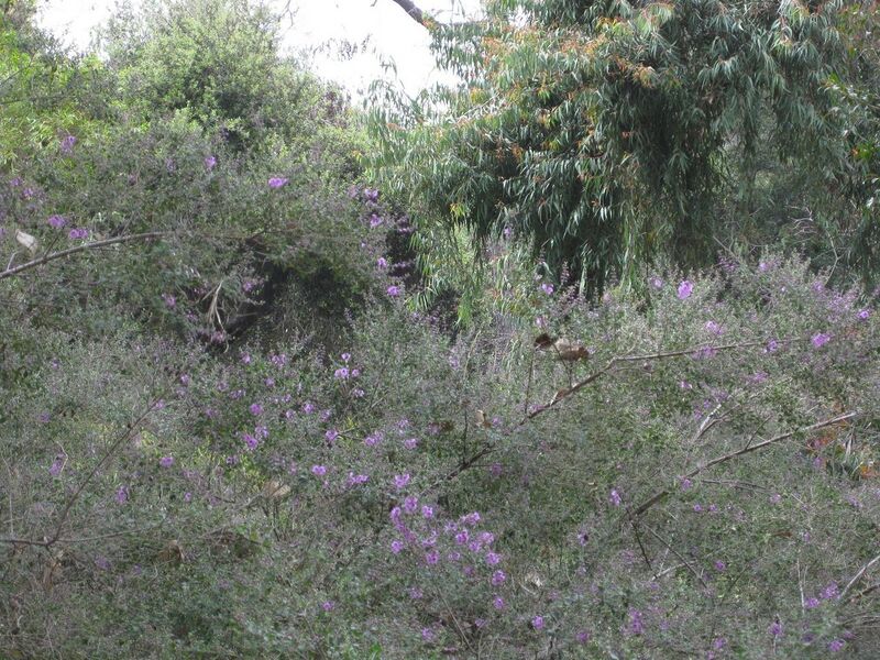 File:1280px-IMG 4698 hunt0904.jpg