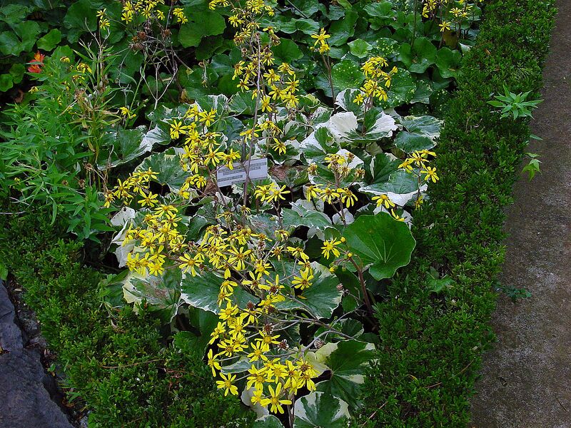 File:1280px-Ligularia tussilaginea A.jpg