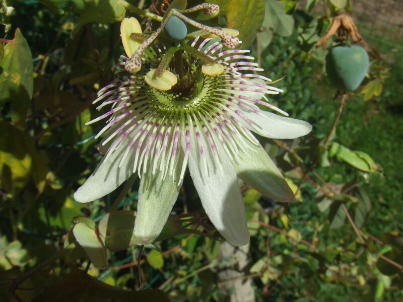 File:1280px-Passiflora gibertii2.jpg