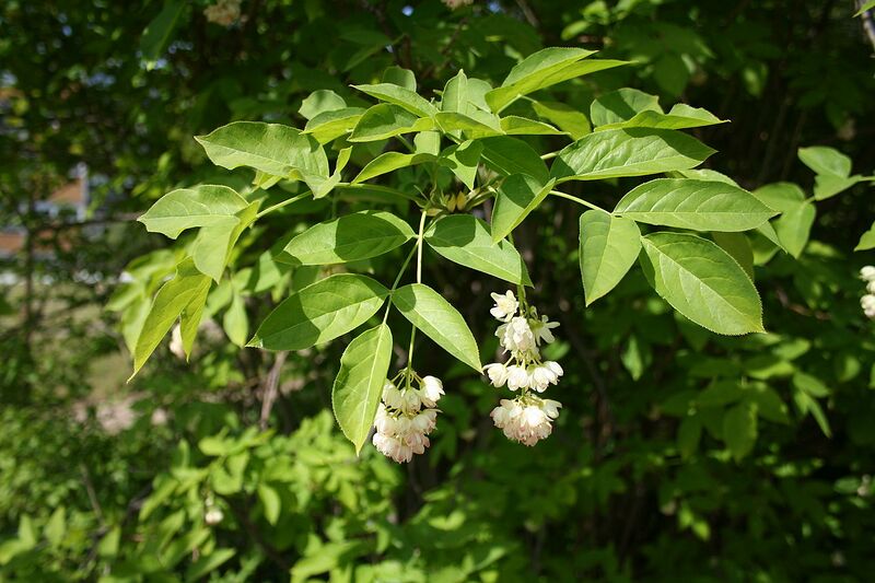 File:1280px-Staphylea pinnata MS 4410.jpg
