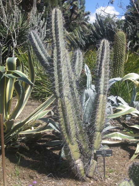 File:576px-IMG 2365 hunt0903.jpg