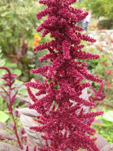 File:576px-IMG 6847 hunt09jun.jpg