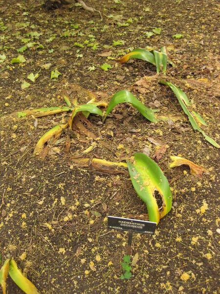 File:576px-IMG 7024 hunt09jun.jpg