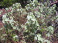 A. menziesii (Kooloaula)