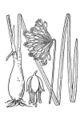 A. cernuum from Britton and Brown 1913