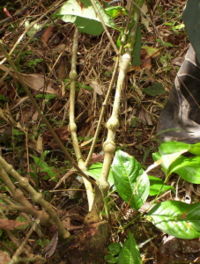 Ayahuasca de las Mujeres