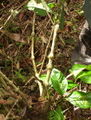 Thumbnail for version as of 07:07, 7 May 2007