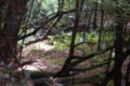 Ferns in a natural