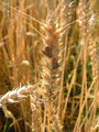 Thumbnail for version as of 13:24, 17 May 2007