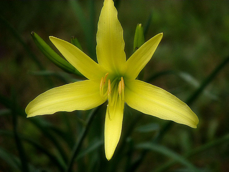 File:H. citrina 2.jpg