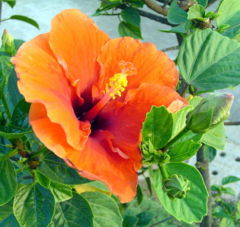 Hibiscus rosa-sinensis