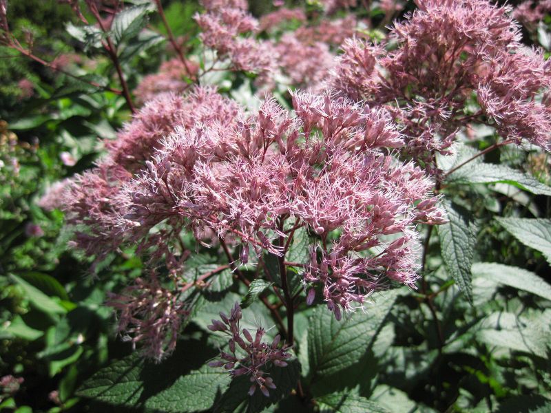 File:IMG 0170 nybg09.jpg