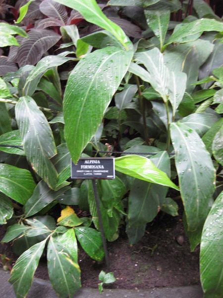File:IMG 1089 bbg09.jpg