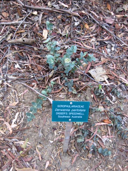 File:IMG 2587 ucla09.jpg