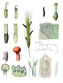 Claviceps purpurea