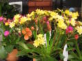 Lewisia