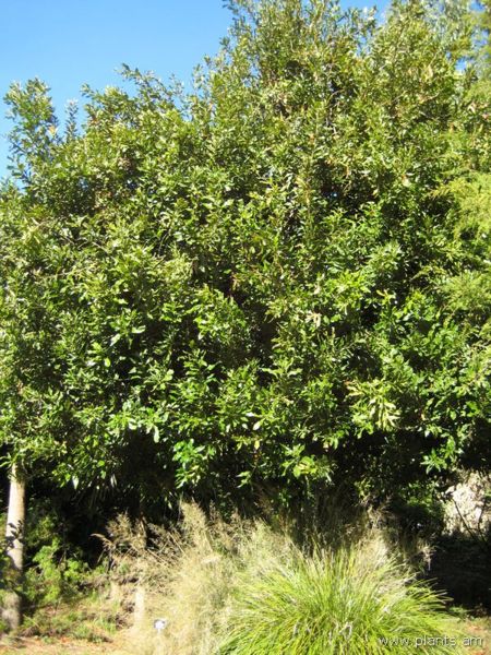 File:Macadamia integrifolia-x-tetraphylla-dr. beaumont-IMG 8093 sfbg0308.jpg