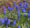Thumbnail for version as of 21:04, 24 January 2008