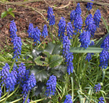 Common grape hyacinth
