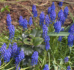 Common grape hyacinth