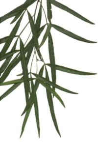 Foliage detail