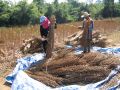 Thai workers harvesting sesame
