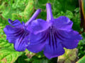 Thumbnail for version as of 06:43, 22 June 2007