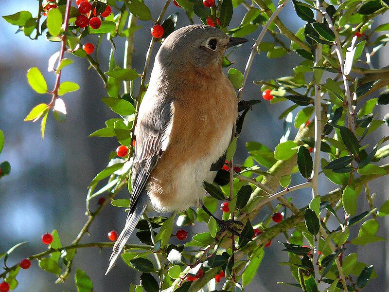 File:1024px-Eastern Bluebird-27527.jpg