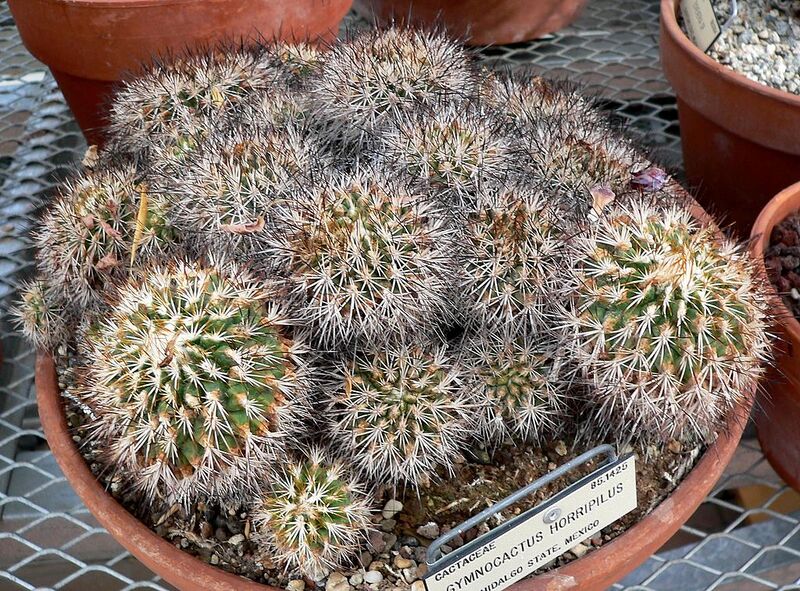 File:1024px-Gymnocactus horripilus 1.jpg