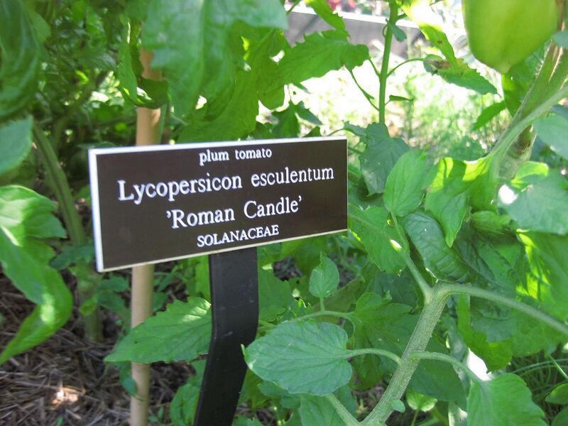 File:1024px-IMG 0391 nybg09.jpg