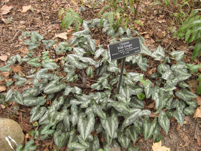 File:1024px-IMG 1447 bbg09.jpg