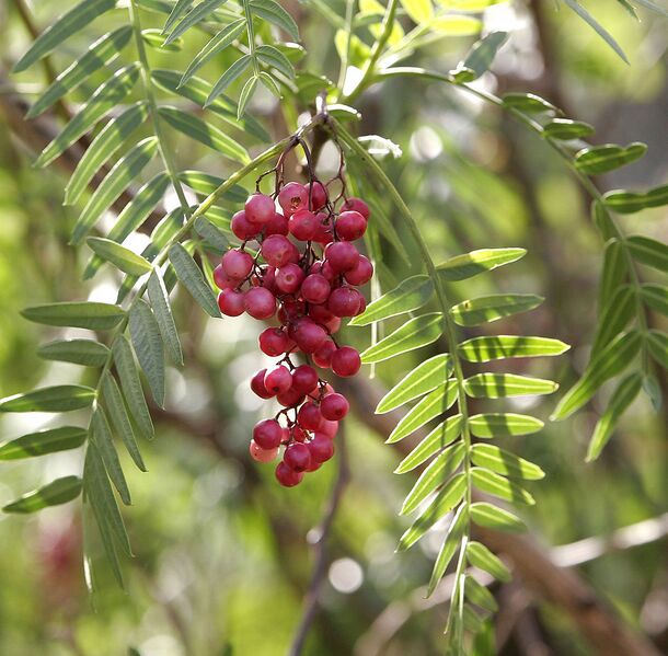 File:1042px-Peppercorns02.jpg