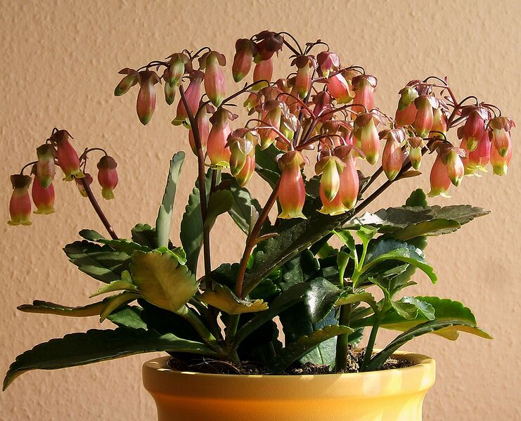 File:1266px-2007-03-25Kalanchoe miniata15.jpg
