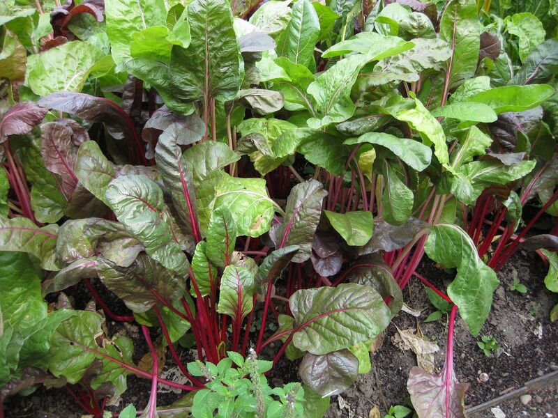 File:1280px-IMG 0596 bbg09.jpg