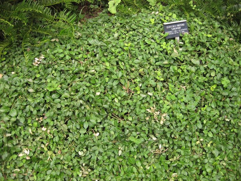 File:1280px-IMG 1390 bbg09.jpg