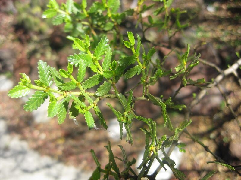 File:1280px-IMG 2463 hunt0903.jpg