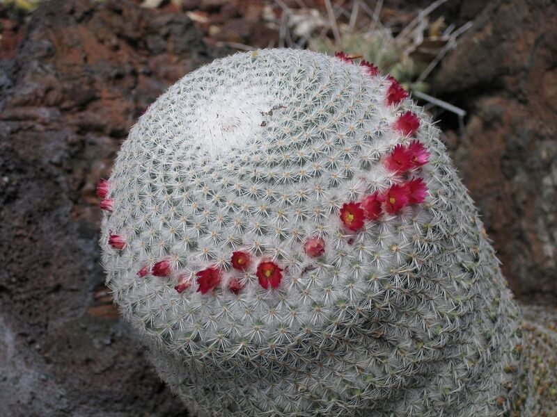 File:1280px-IMG 4367 hunt0904.jpg