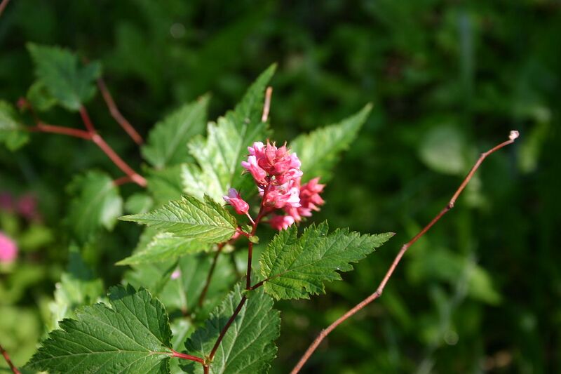 File:1280px-Neillia sinensis flowers 8602.JPG