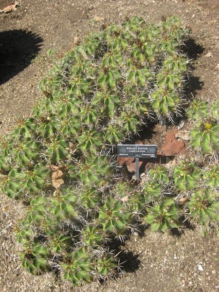 File:576px-IMG 2216 hunt0903.jpg